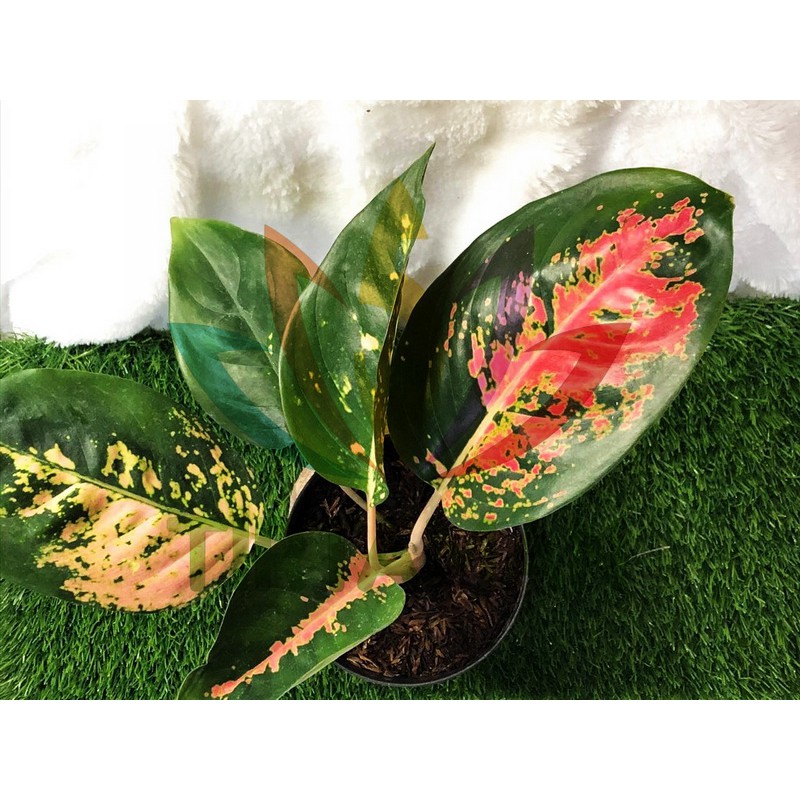 Aglaonema Kochin / Aglonema Red Cochin / Kocin Remaja