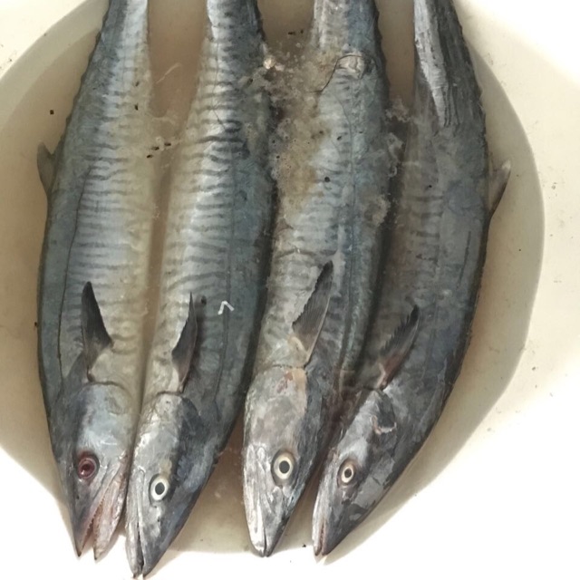 

Ikan Tenggiri