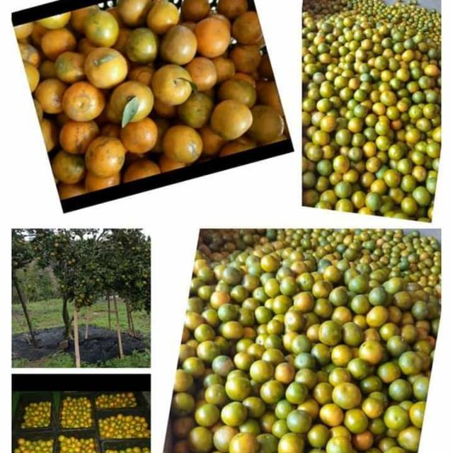 

JERUK MEDAN SUPER
