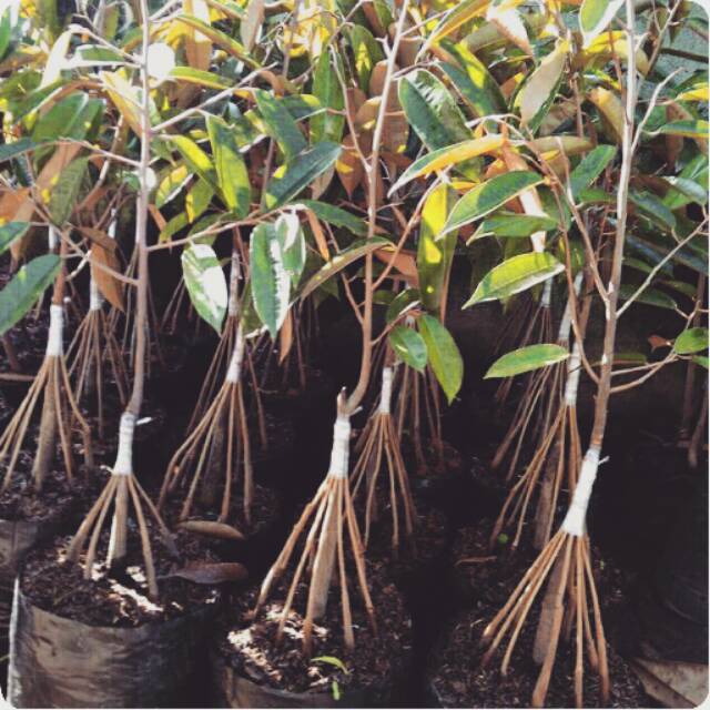 Bibit durian musangking kaki 10