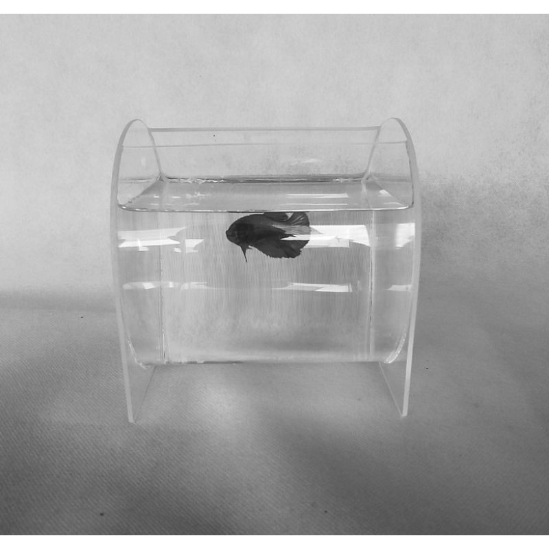 aquarium mini acrilik ikan cupang