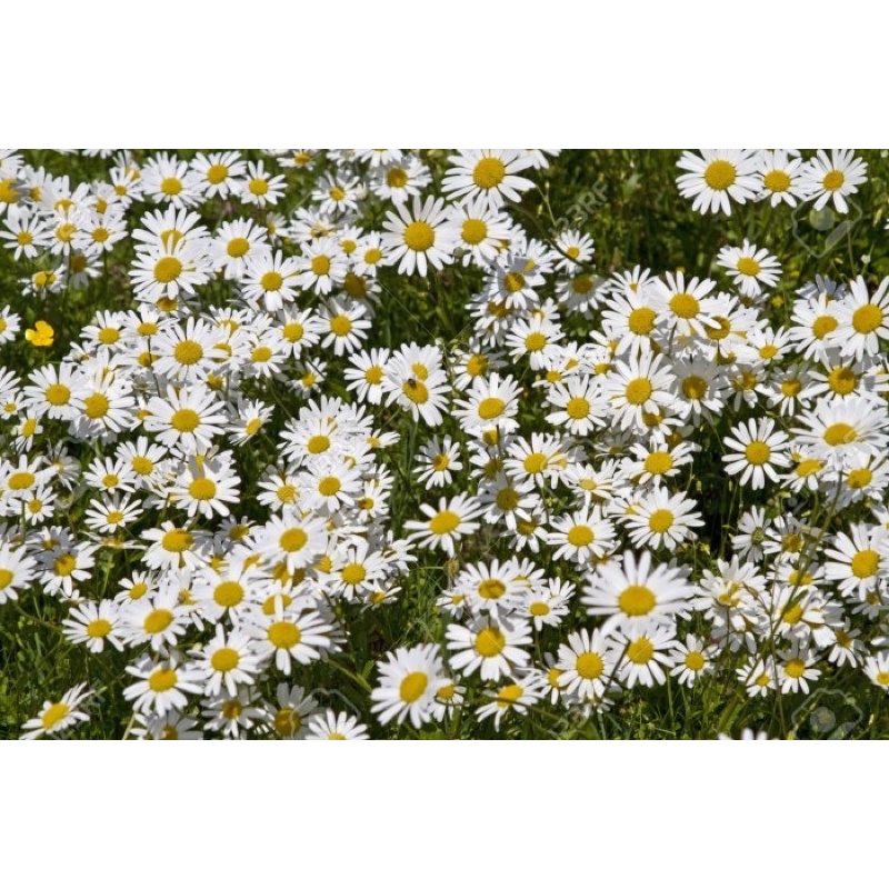 Amefurashi 1 Benih Bunga Ox Eye Daisy Beautiful White Flower