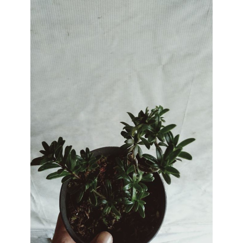 bibitan bahan bonsai lohansung mutiara...