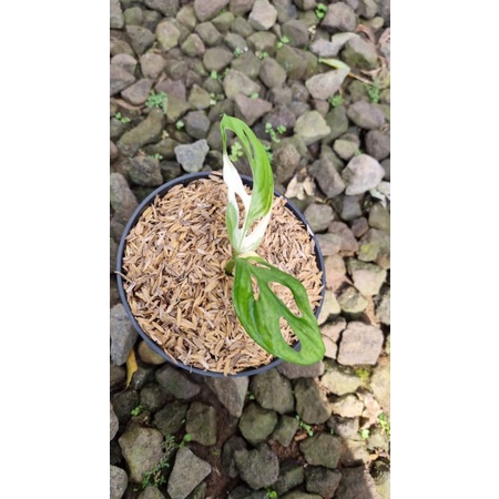 monstera adansonii jepang varigata putih