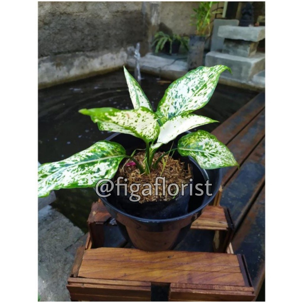 Tanaman Hias Aglaonema Snow White Aglonema White Tanaman Indoor