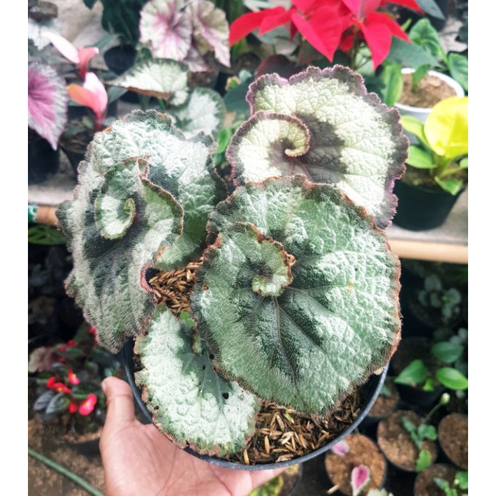 tanaman hiasa begonia rex keong