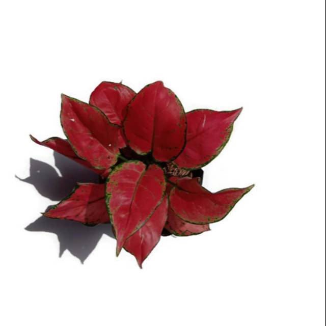 Aglaonema Red Anjamani