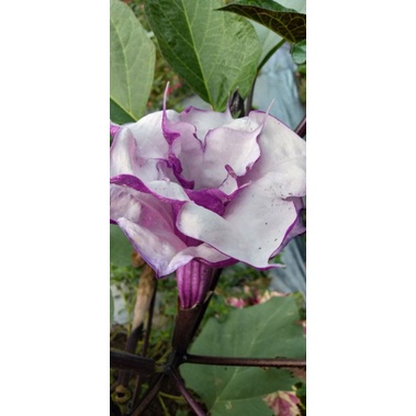 Biji bunga kecubung Wulung( ungu )