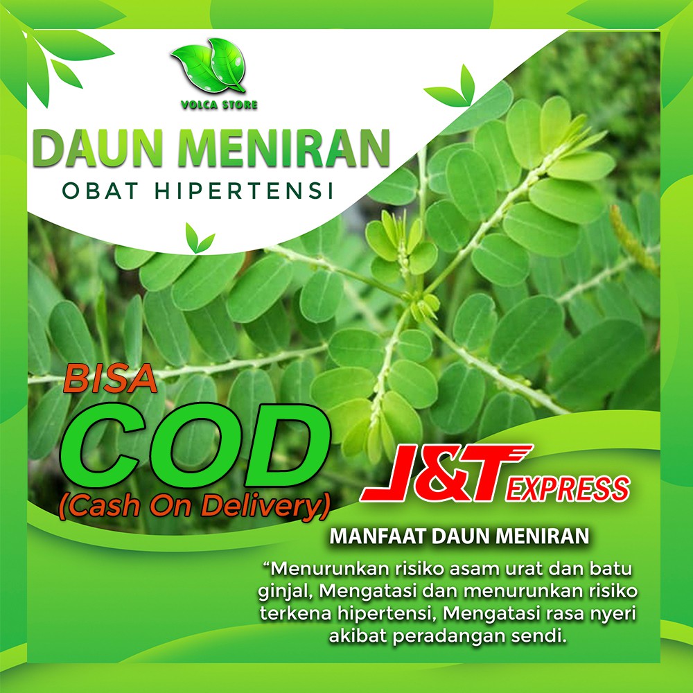 Daun Meniran Daun Meniran Herbal Daun Obat Herbal Daun Obat Herbal Diabetes Tumbuhan Herbal H12 Shopee Indonesia