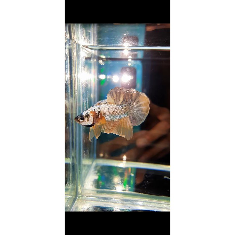 cupang yellow koi copper