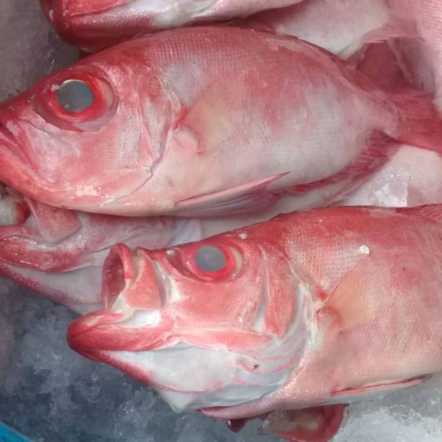 

Ikan merah isi (2-3 ekor)/kg