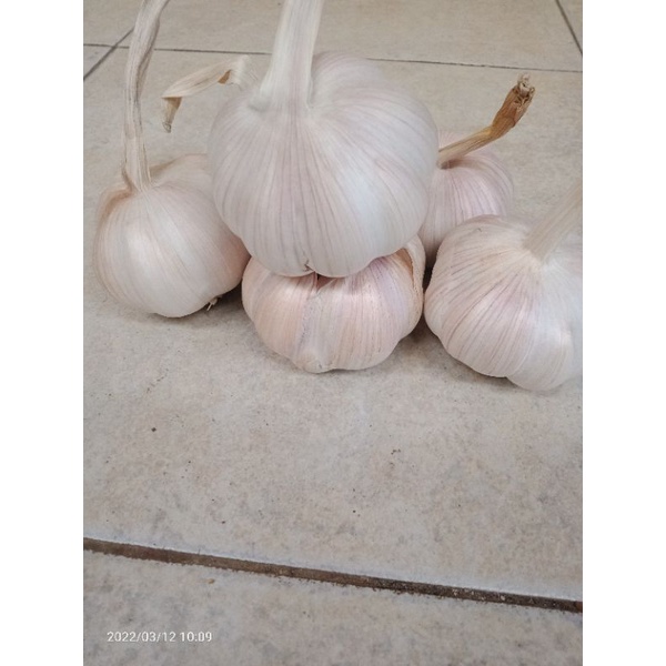 

bawang putih kating 1kg