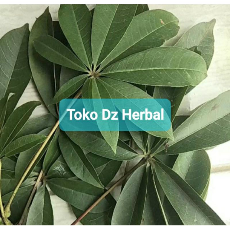 

Daun randu segar 1 kg petik langsung-az