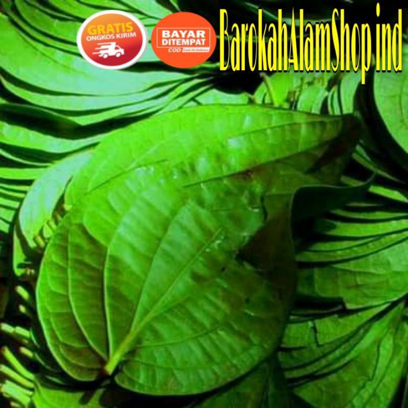 

DAUN SIRIH HIJAU SEGAR 25 lembar