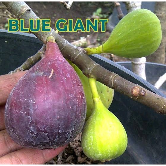 BUAH TIN MERAH BLUE GIANT MANIS CEPAT BERBUAH