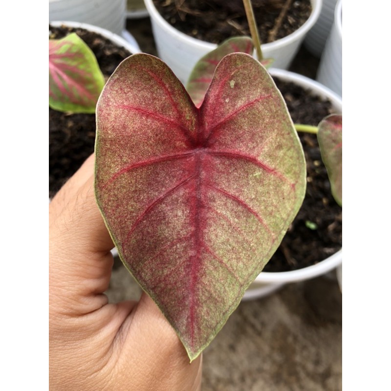 Caladium Guava / Spider Bowl / Keladi Red Spider Mangkok
