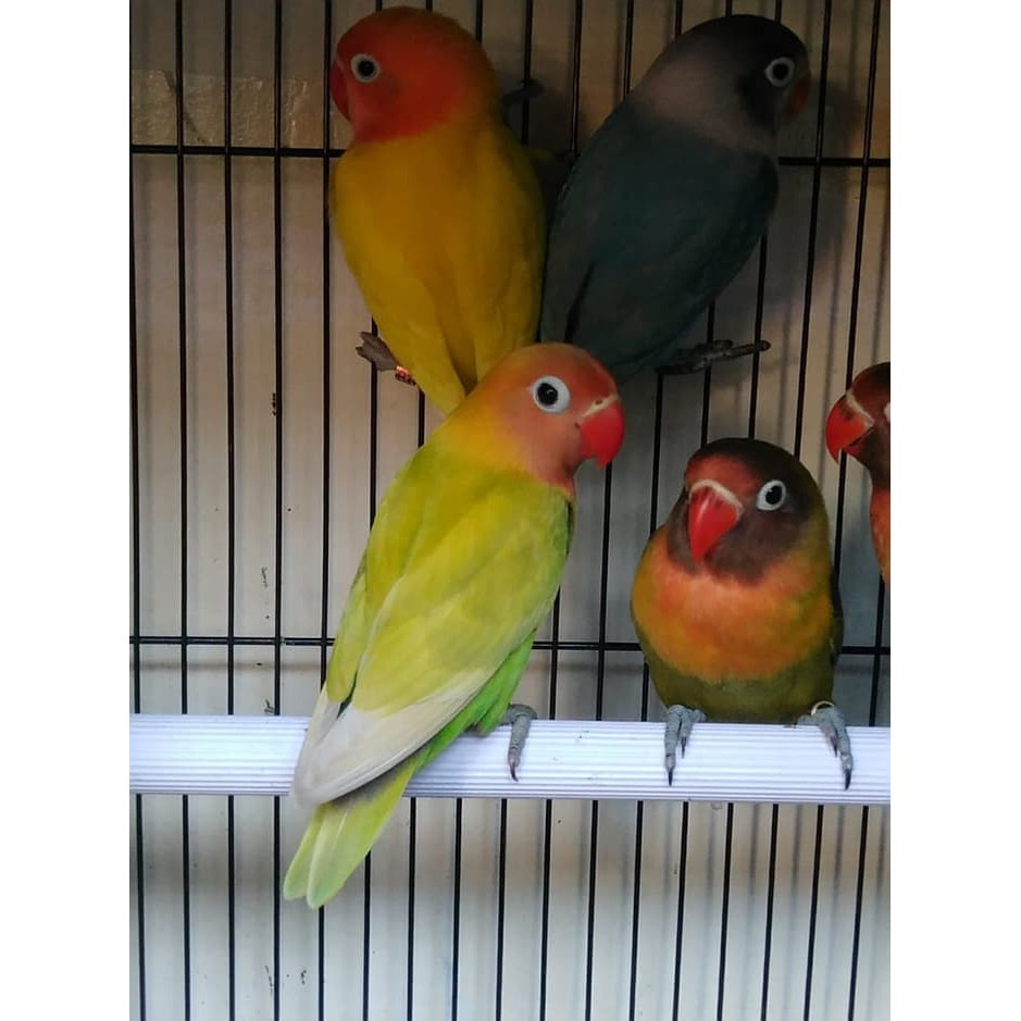 Eksklusif Burung Lovebird Lb Paskun Pastel Kuning Jinak Lolohan