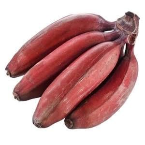 BIBIT POHON PISANG RAJA MERAH / BUAH PISANG RAJA