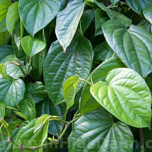 

Daun sirih organik