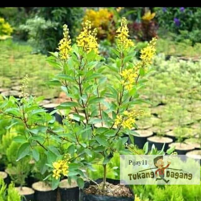 Tanaman hias hujan emas - pohon bunga - hujan emas