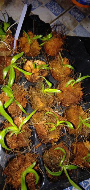 Botol Dendrobium Keriting Siap Aklimatisasi