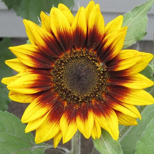 Benih Bibit Biji - Sunflower Ring of Fire Bunga Matahari Cincin Api Seeds - IMPORT