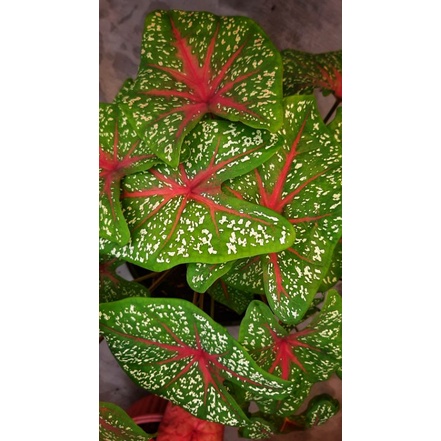 Caladium Red Star