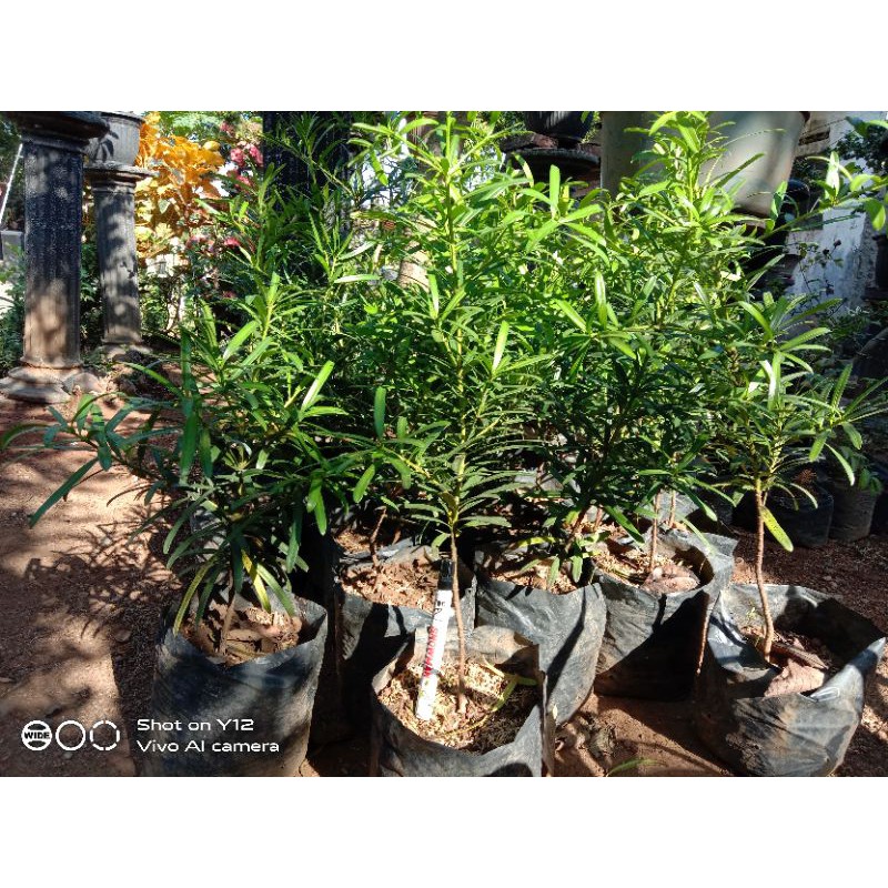 bahan bonsai lohansung taiwan kapsul