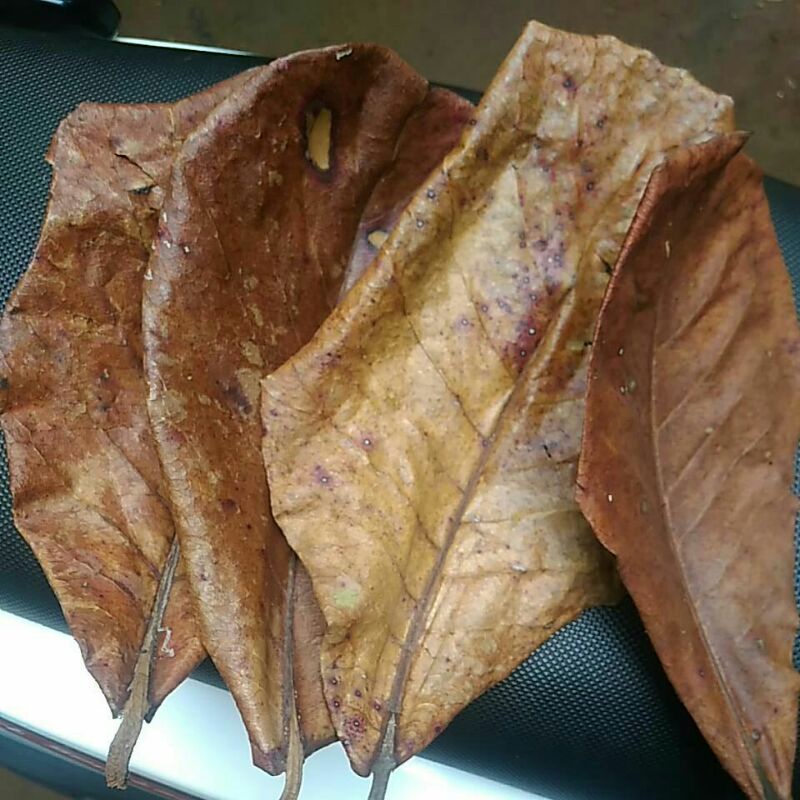 Daun ketapang laut,Daun Ketapang kering,Daun ketapang merah kering jemuran matahari,per lembar
