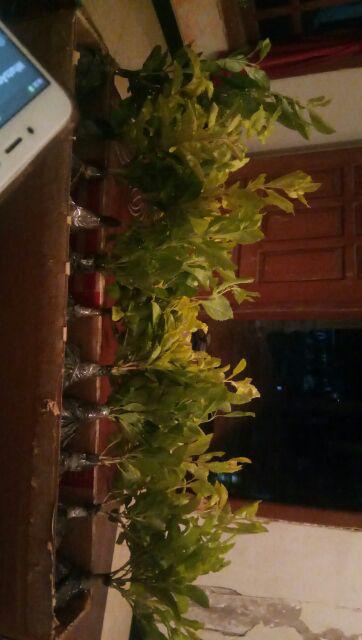 Tanaman Hias Daun Bibit Pangkas Kuning