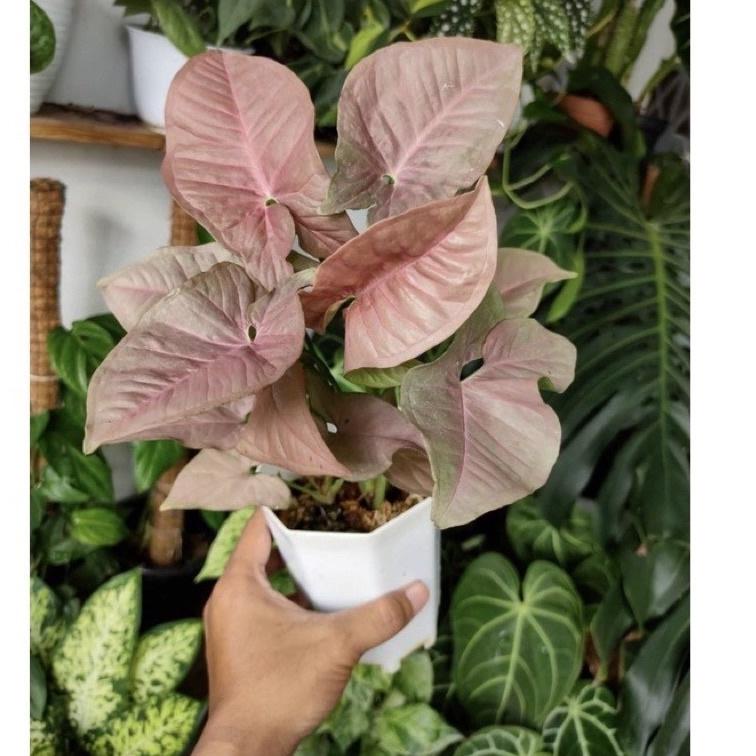 [PROMO EBM67] tanaman hias syngonium pink- syngonium pink-tanaman hidup-bunga hidup-tanaman hias hidup-tanaman indoor hidup-bunga hidup tanaman hias-syngonium-tanaman bunga hidup-bunga gantung hidup-tanaman gantung hidup Baru