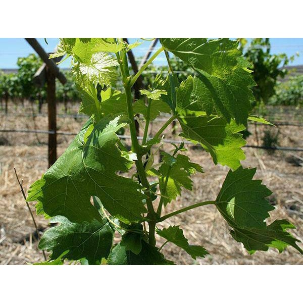 Bibit Tanaman Buah Anggur import Jupiter,hasil grafting, tinggi 50cm