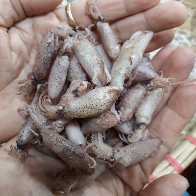 

Cumi Asin Sedang 3-5cm 1kg