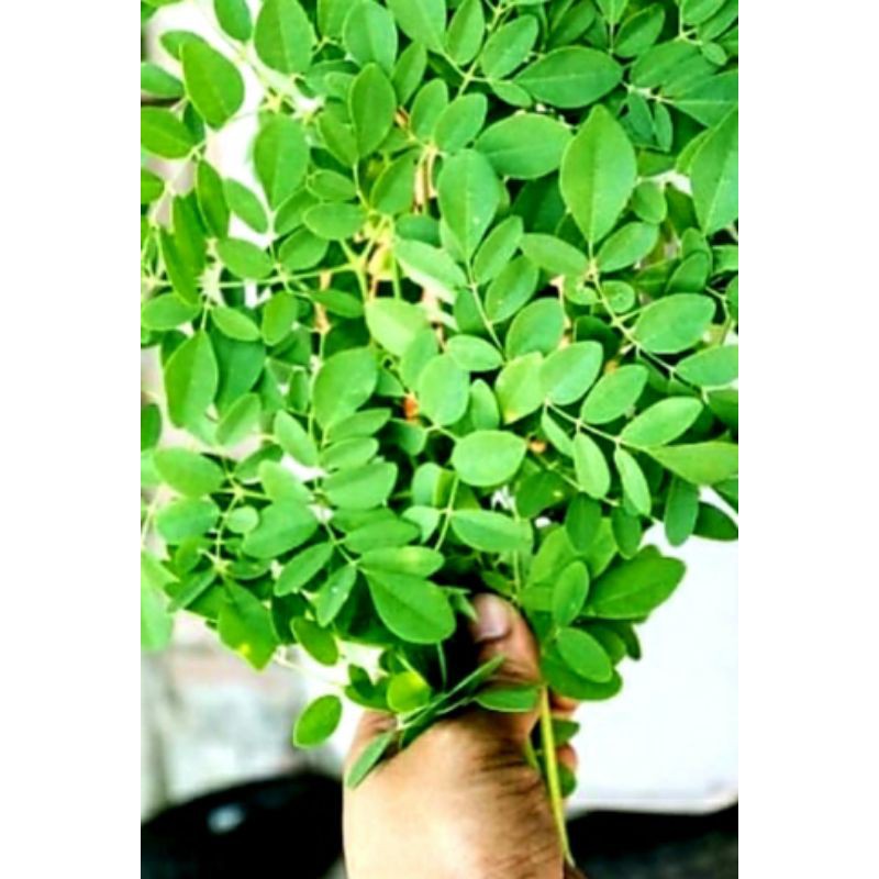 

Daun kelor segar 500 gram moringa fresh