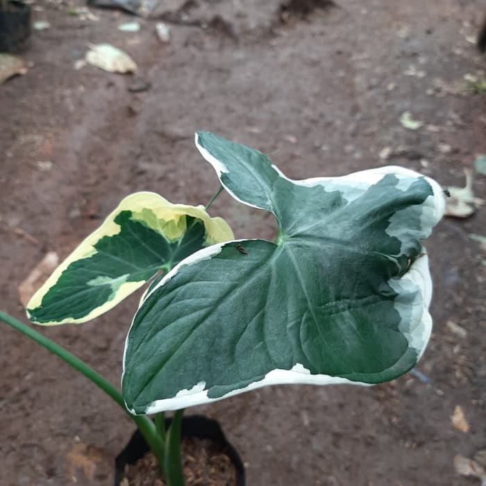 Tanaman hias keladi tikus - Tanaman hias keladi