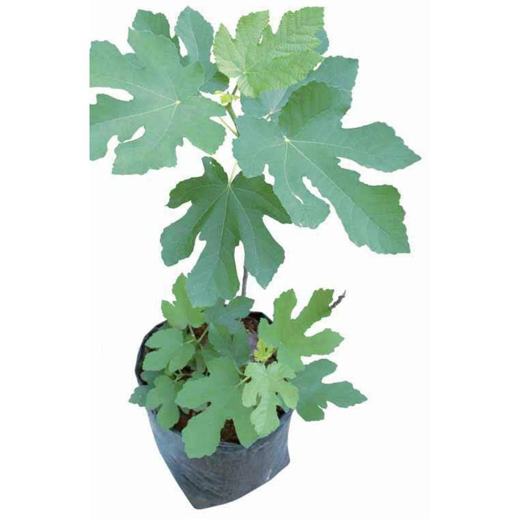 *_$ BIBIT TANAMAN BUAH ARA TIN PURPLE JORDAN KW1 /r¦