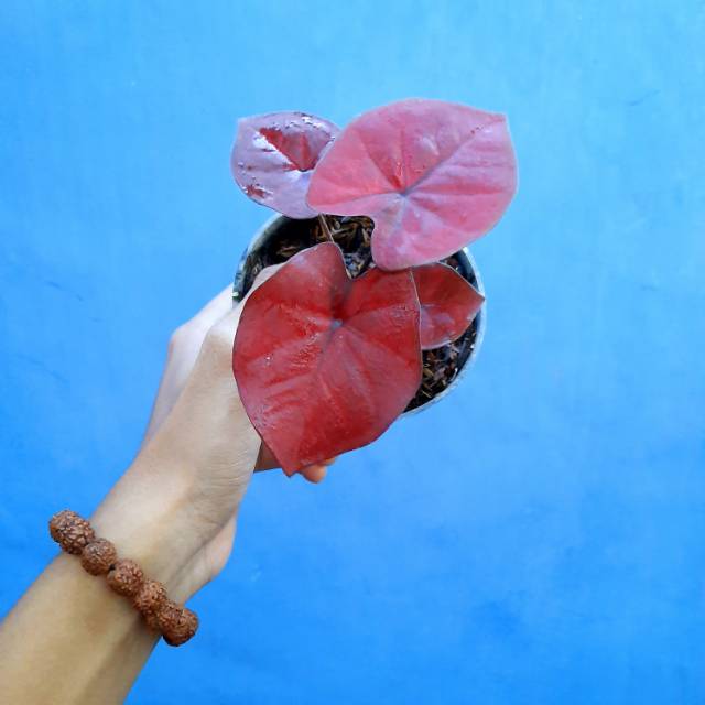 Bibit Caladium Red Dragon Bibit Keladi Hias Red Dragon Langka