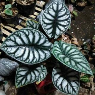 Philodendron green congo variegata Shopee Indonesia