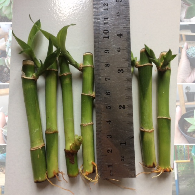 Bambu hoki(perbiji) Tanaman air