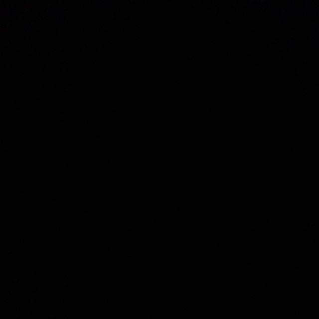 Tanaman Hias Bambu Cina Atau Bambu Hoki