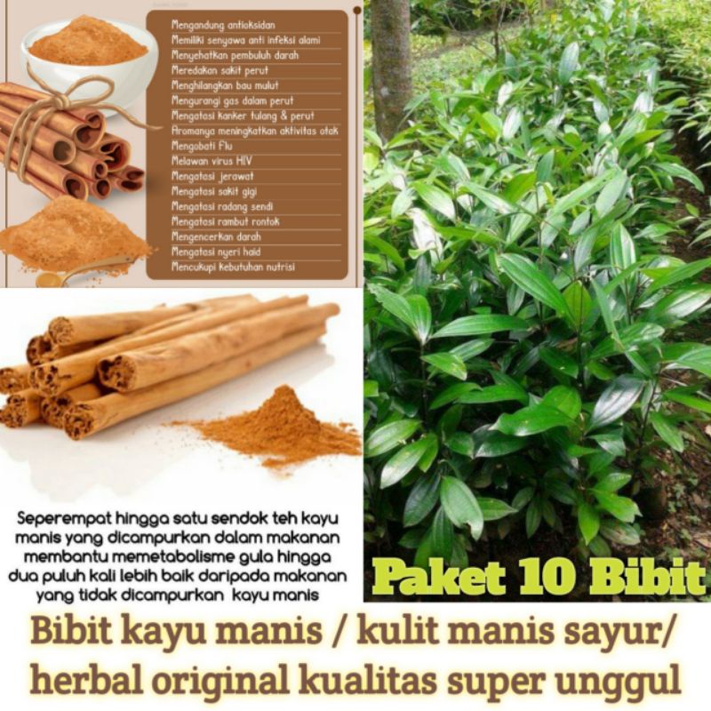 Paket 10 bibit tanaman kayu manis siap tanam