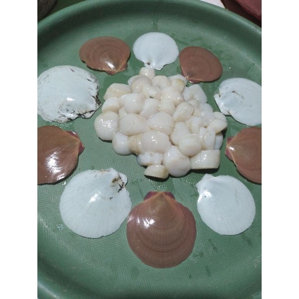 

kerang simping