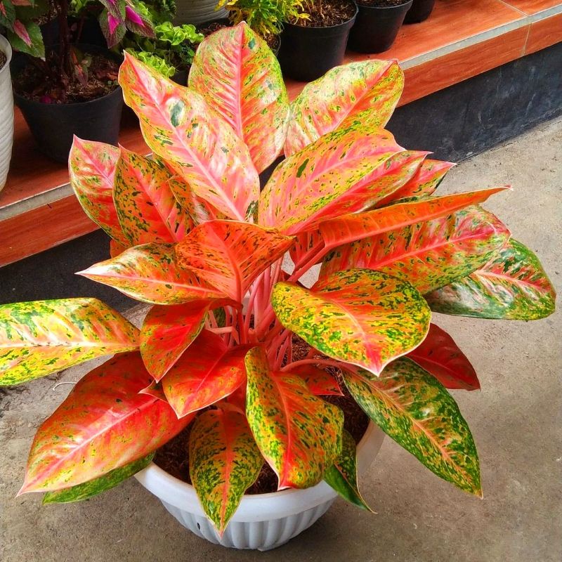 AGLONEMA BIG ROY/ AGLAONEMA BIG ROY/ AGLONEMA MERAH/ AGLAONEMA MERAH MURAH/ AGLONEMA BIG ROY MUTASI 