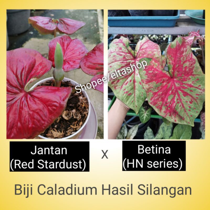 Biji Keladi Hias - Benih Caladium Hibrid hasil silangan Red Stardust dan HN series