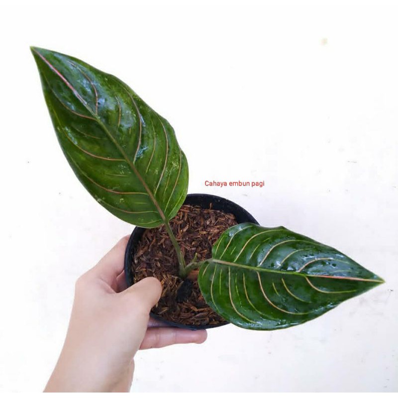 aglonema rotundum hijau - tanaman hias bibit rotundum hijau