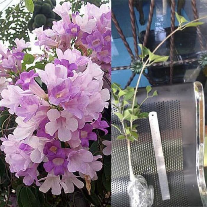 bibit tanaman garlic vine