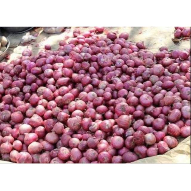 Bawang merah pegunungan/bawang merah besar