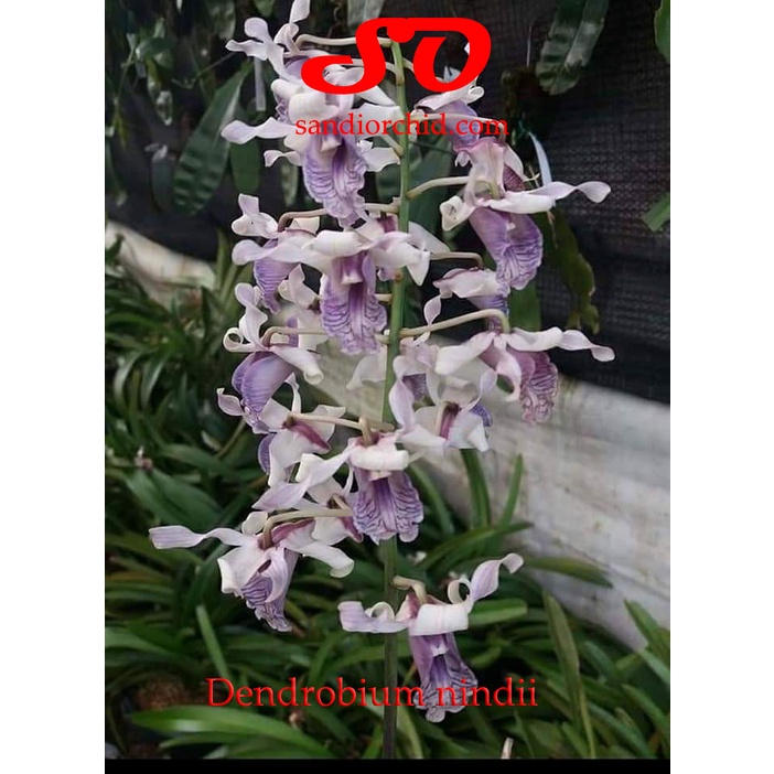 Dendrobium nindii Jungle