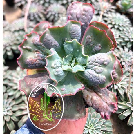 Kaktus / sukulen echeveria culibra