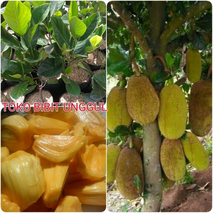 Jual Promo Pertengahan Tahun Bibit Buah Nangka Madu Super Manis Okulasi